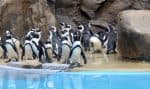 Penguins at a zoo-themed wedding